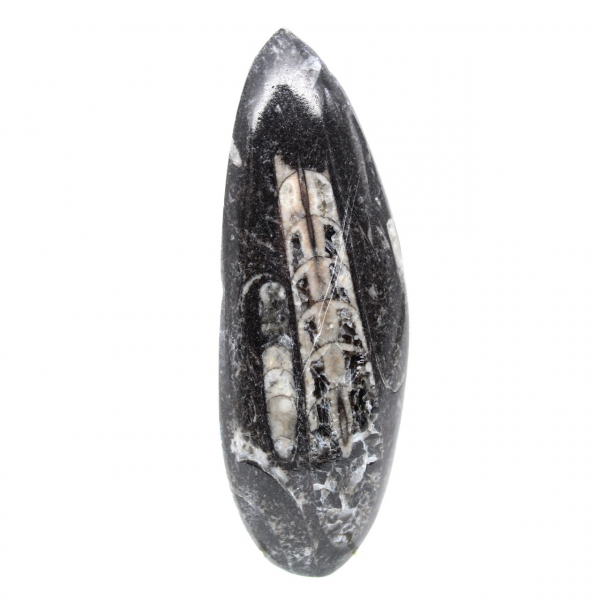 Orthocéras fossile