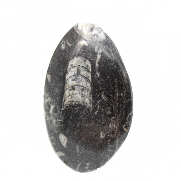 Orthocéras fossile du Maroc