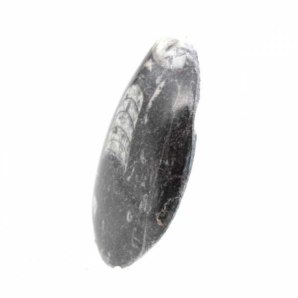 Orthocéras fossile du Maroc