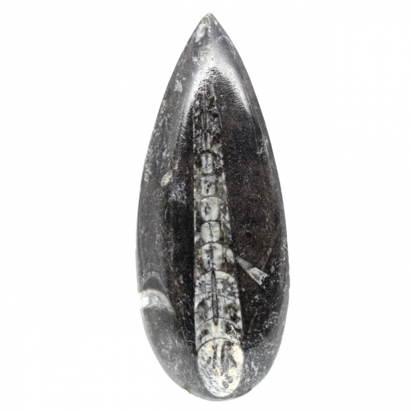 Orthocéras fossile