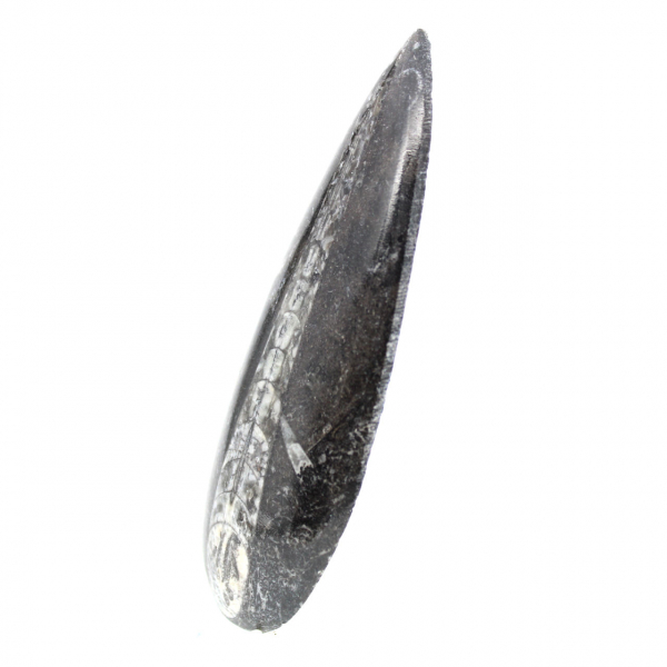 Orthocéras fossile