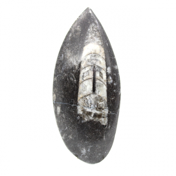 Orthocéras fossile du Maroc