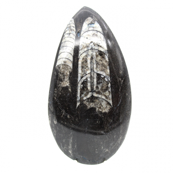 Orthocéras fossile