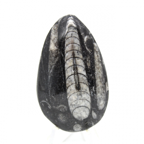 Orthocéras fossile du Maroc