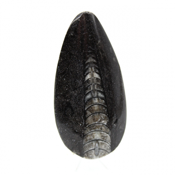 Orthocéras fossile du Maroc