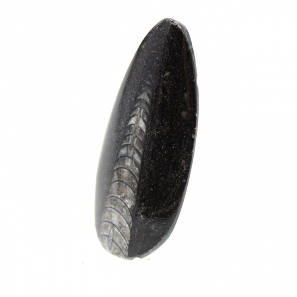 Orthocéras fossile du Maroc