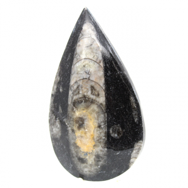 Orthocéras fossile