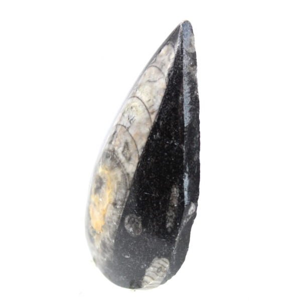 Orthocéras fossile