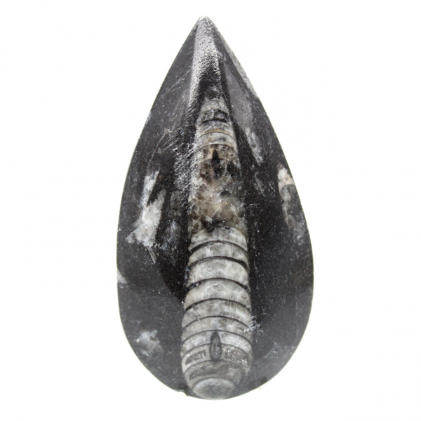 Orthocéras fossile du Maroc