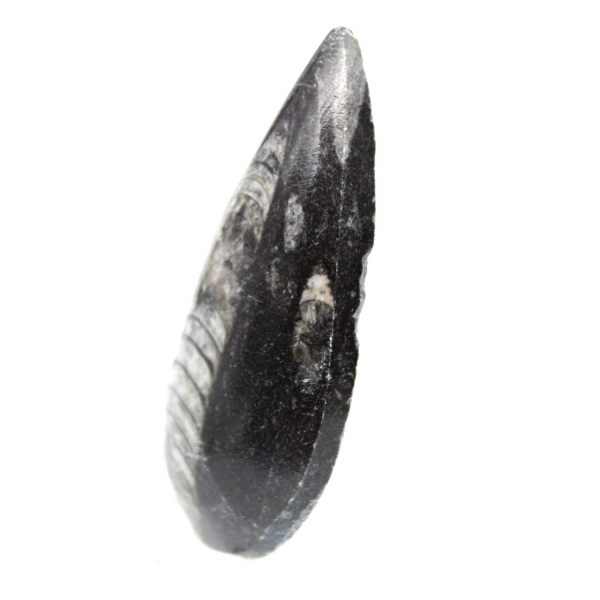 Orthocéras fossile du Maroc
