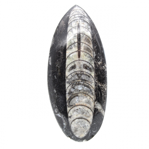 Orthocéras fossile du Maroc