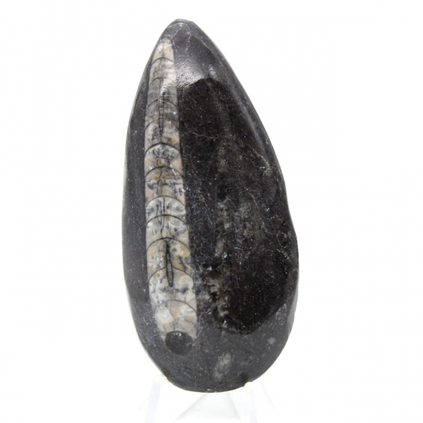 Orthocéras fossile