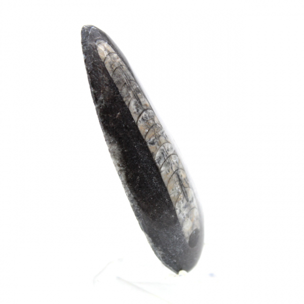 Orthocéras fossile