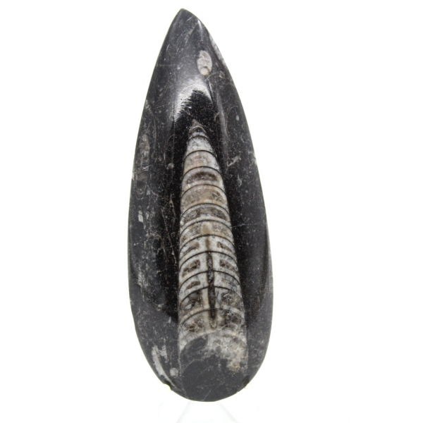 Orthocéras fossile du Maroc