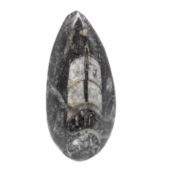 Orthocéras fossile