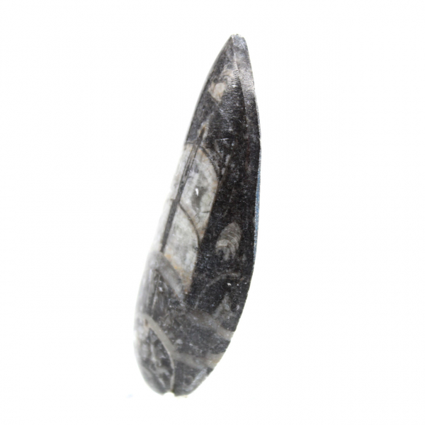 Orthocéras fossile