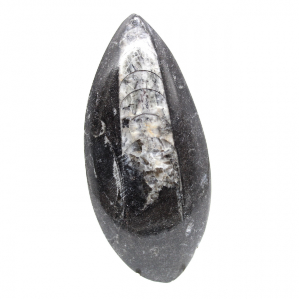 Orthocéras fossile du Maroc Orthocéras fossile du Maroc