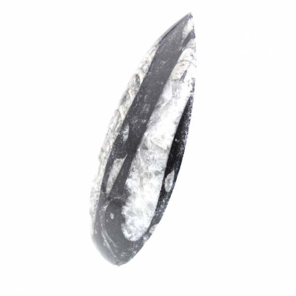 Orthocéras fossile