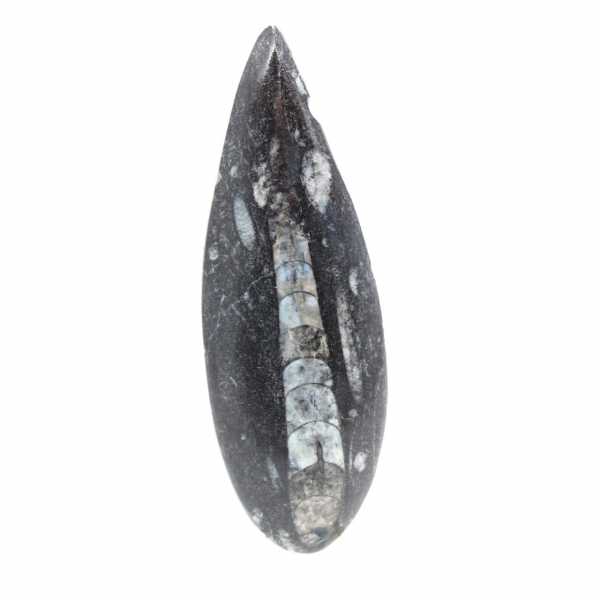 Orthocéras fossile du Maroc