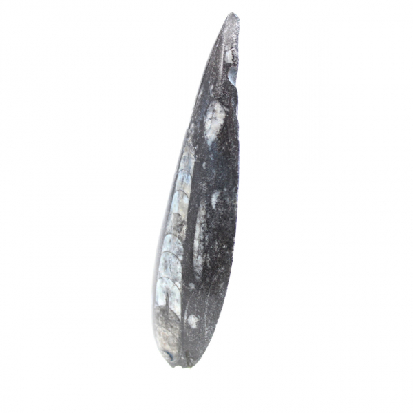 Orthocéras fossile du Maroc