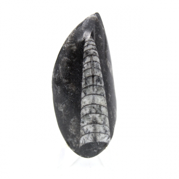 Orthocéras fossile