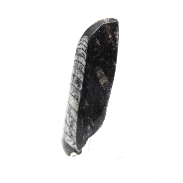 Orthocéras fossile