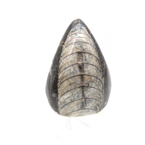 Orthocéras fossile du Maroc