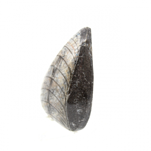 Orthocéras fossile du Maroc