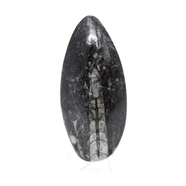 Orthocéras fossile