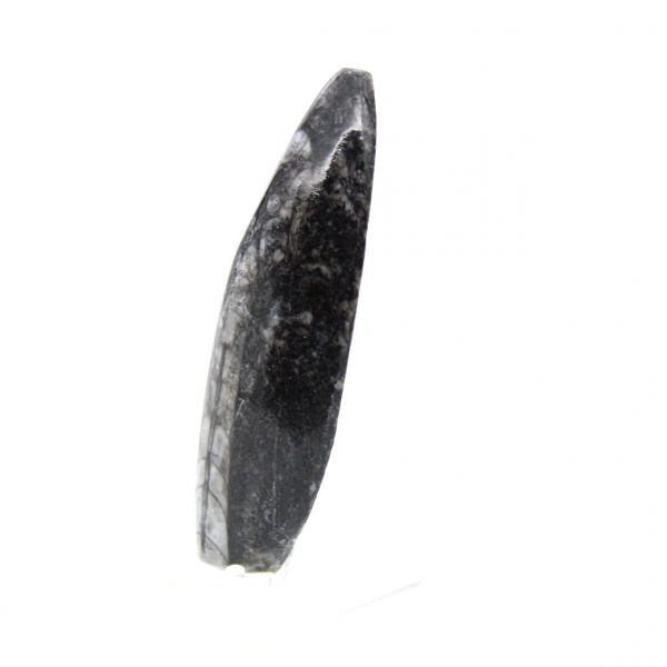 Orthocéras fossile