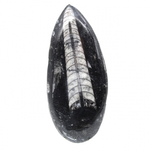 Orthocéras fossile du Maroc