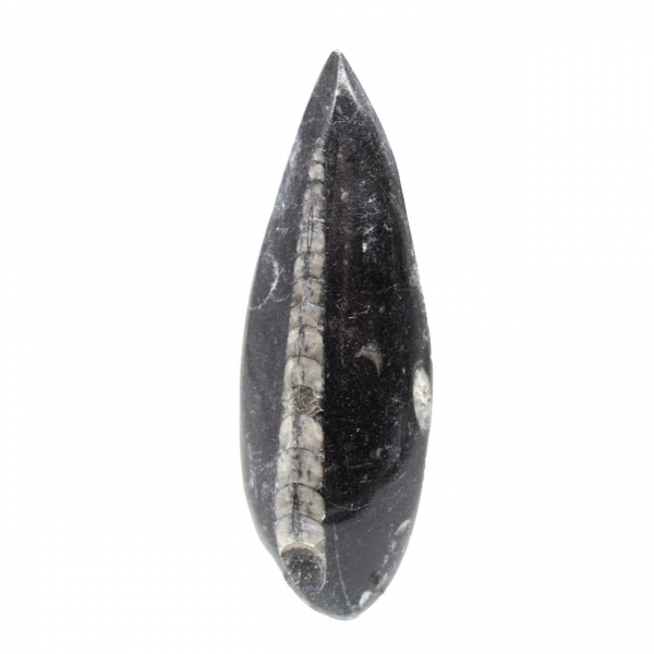 Orthocéras fossile