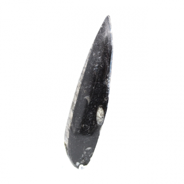 Orthocéras fossile