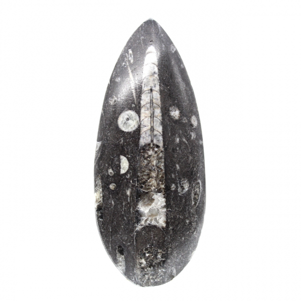 Orthocéras fossile