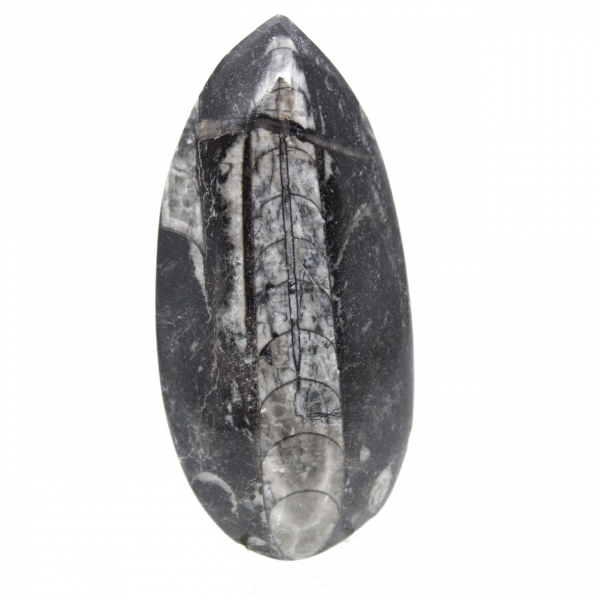 Orthocéras fossile du Maroc