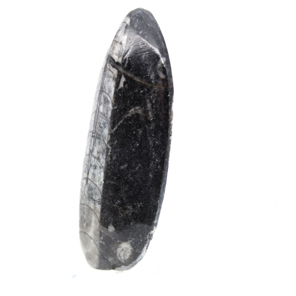 Orthocéras fossile du Maroc