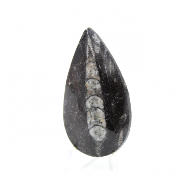 Orthocéras fossile