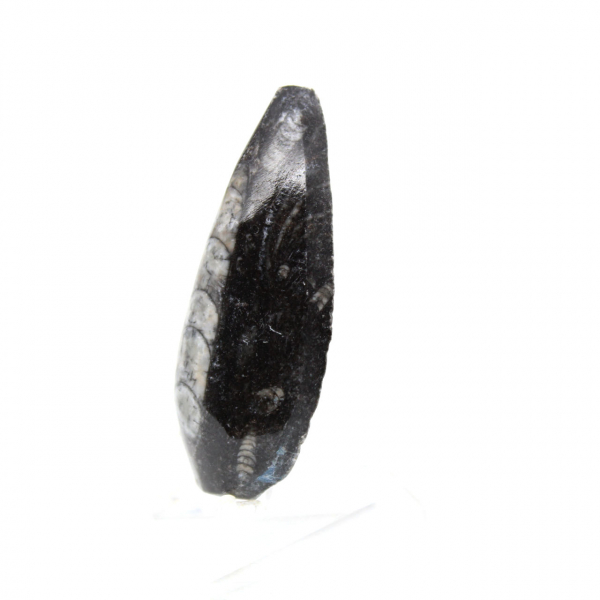 Orthocéras fossile
