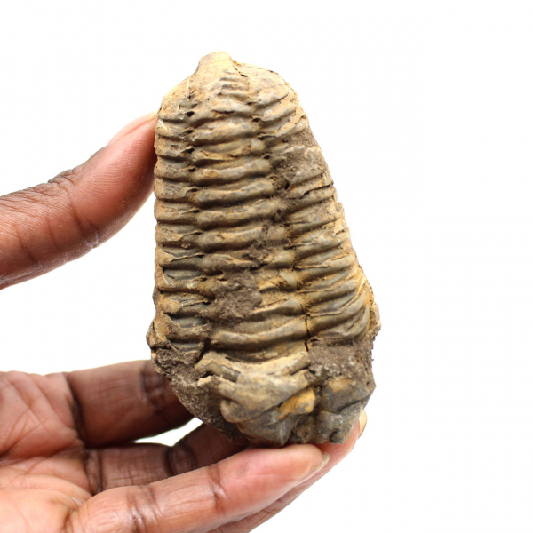 Trilobite fossile