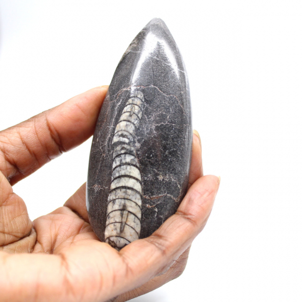 Orthocéras fossile