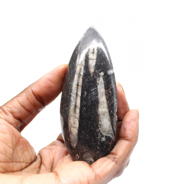 Orthocéras fossile du Maroc