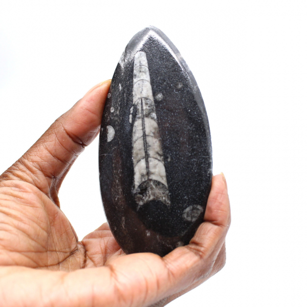 Orthocéras fossile du Maroc