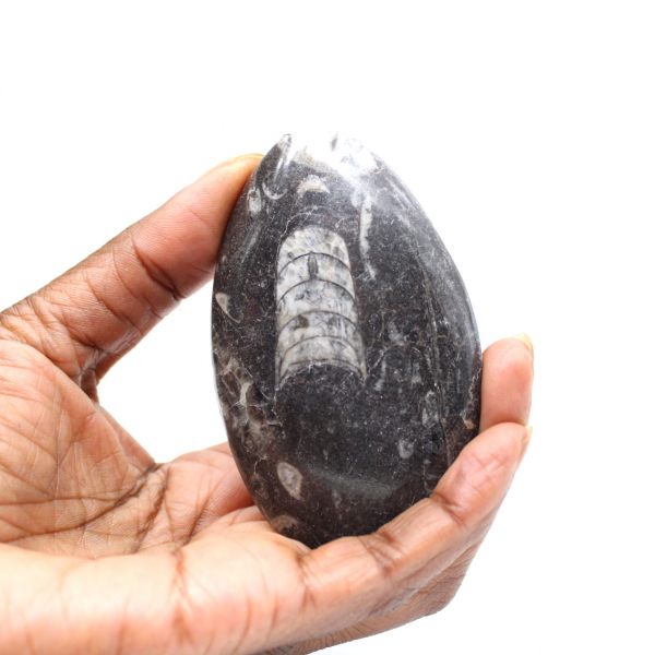 Orthocéras fossile du Maroc