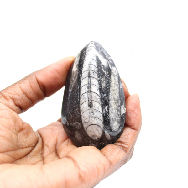 Orthocéras fossile du Maroc