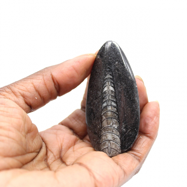Orthocéras fossile du Maroc