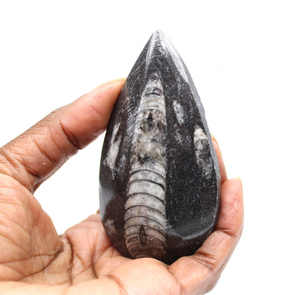 Orthocéras fossile du Maroc