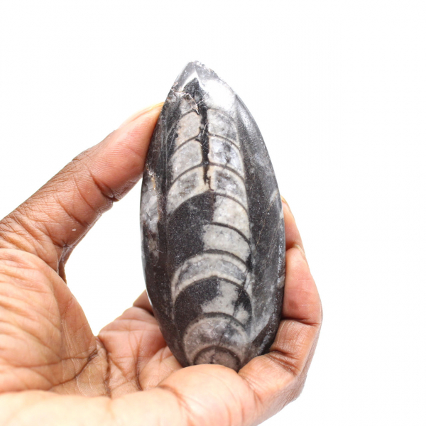 Orthocéras fossile