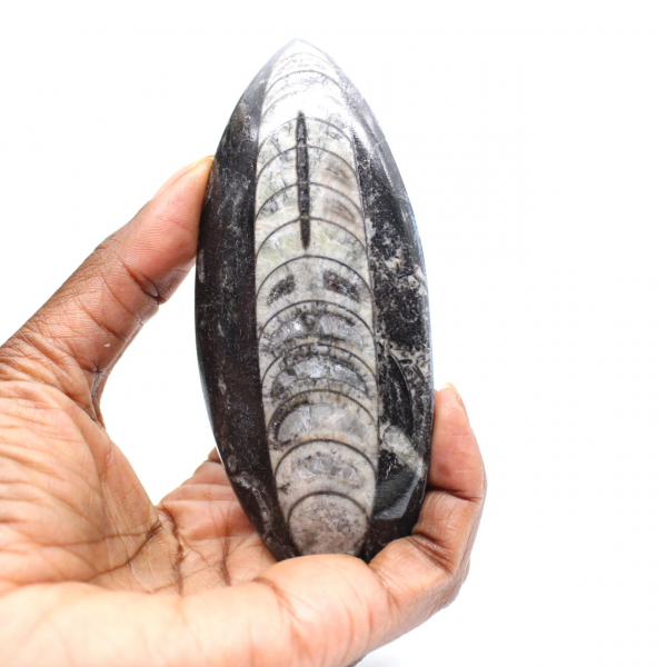 Orthocéras fossile du Maroc