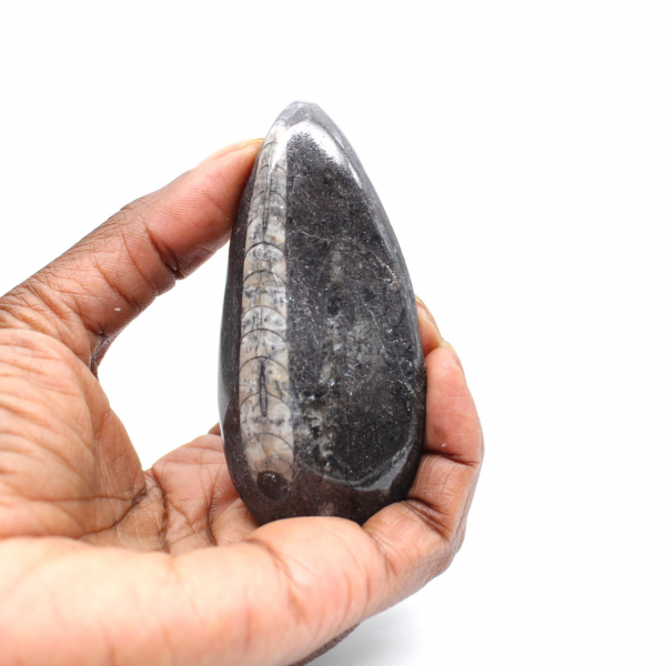 Orthocéras fossile