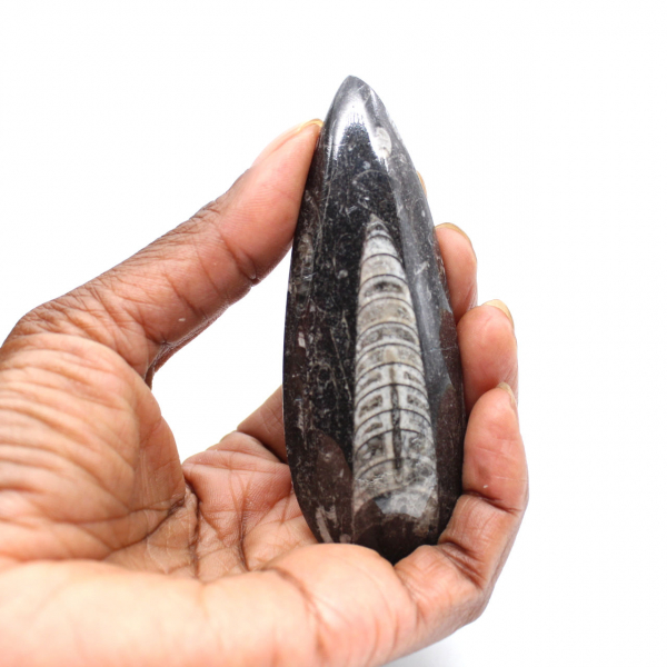 Orthocéras fossile du Maroc